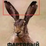 Димыч