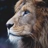 simba